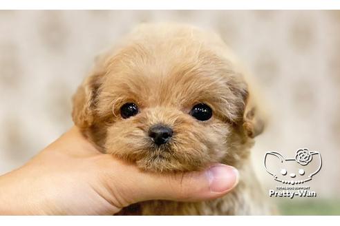 成約済の愛知県のチワプー:チワワ×トイプードル-113816の5枚目