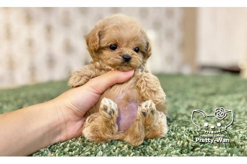 成約済の愛知県のチワプー:チワワ×トイプードル-113816の6枚目