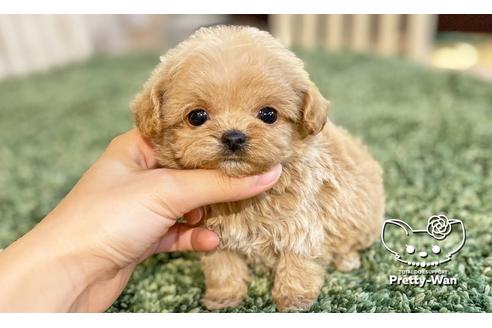 成約済の愛知県のチワプー:チワワ×トイプードル-113816