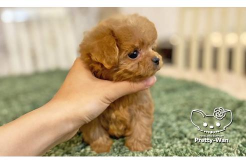 成約済の愛知県のミックス犬-114116の10枚目