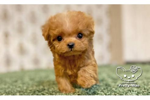 成約済の愛知県のミックス犬-114116の7枚目