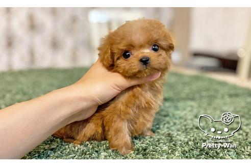 成約済の愛知県のミックス犬-114116の5枚目