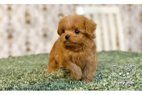 成約済の愛知県のミックス犬-114116の6枚目