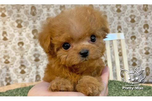 成約済の愛知県のミックス犬-114116の4枚目