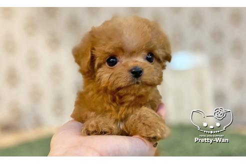 成約済の愛知県のミックス犬-114116の3枚目