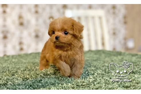 成約済の愛知県のミックス犬-114116の2枚目