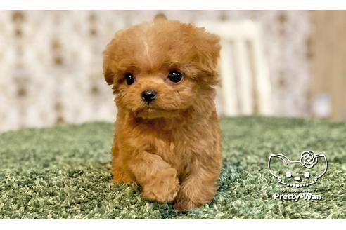 成約済の愛知県のミックス犬-114116の1枚目