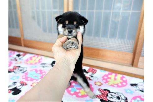 成約済の熊本県の柴犬-114115の2枚目