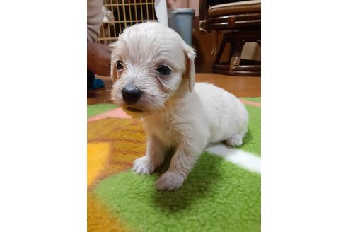 成約済の愛媛県のミックス犬-114122の1枚目