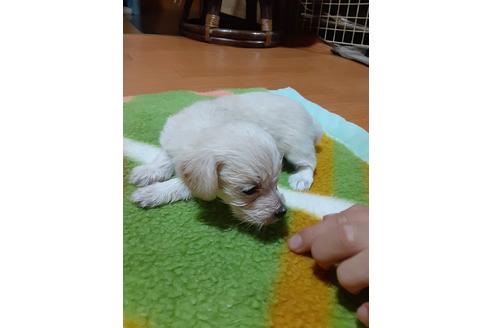 成約済の愛媛県のミックス犬-114122の4枚目