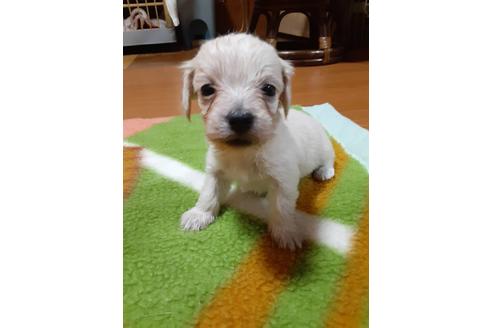 成約済の愛媛県のミックス犬-114122の3枚目