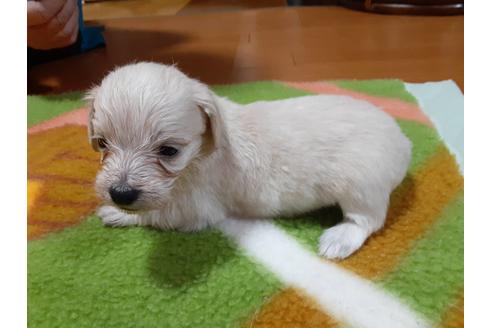 成約済の愛媛県のミックス犬-114122の2枚目