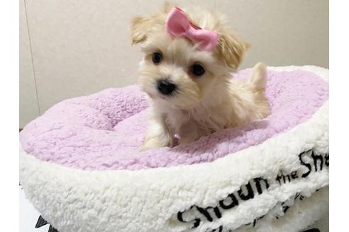 成約済の秋田県のチワマル:チワワ×マルチーズ-114132の1枚目