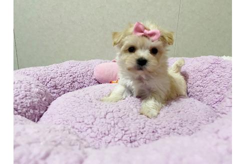 成約済の秋田県のチワマル:チワワ×マルチーズ-114132の3枚目