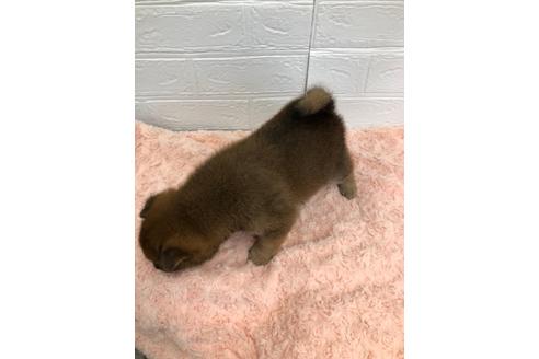 成約済の愛媛県の柴犬-113288の5枚目