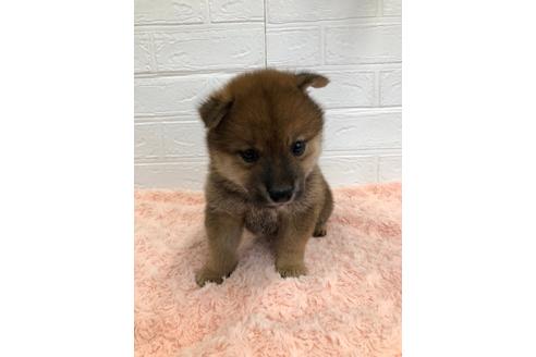 成約済の愛媛県の柴犬-113288の3枚目