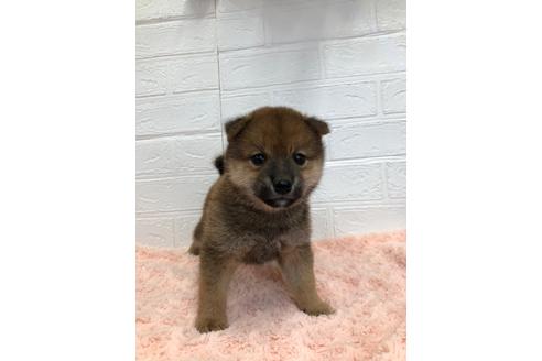 成約済の愛媛県の柴犬-113288の2枚目