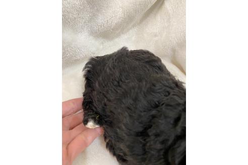 成約済の埼玉県のトイプードル-114136の6枚目