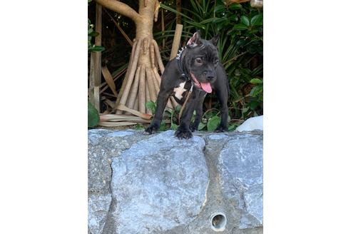 成約済の沖縄県のミックス犬-105268の7枚目
