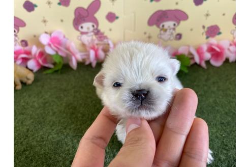 成約済の栃木県のミックス犬-113528の17枚目