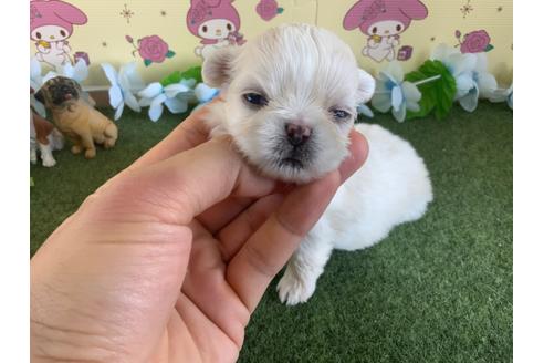 成約済の栃木県のミックス犬-113533の14枚目