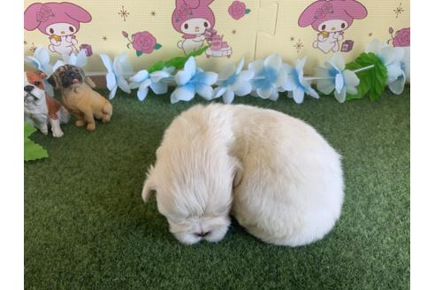 成約済の栃木県のミックス犬-113533の13枚目