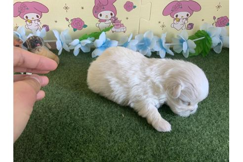 成約済の栃木県のミックス犬-113533の12枚目