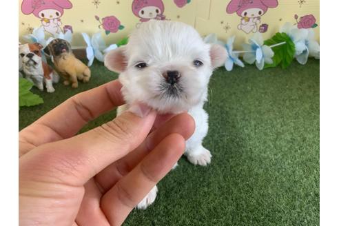 成約済の栃木県のミックス犬-113532の14枚目