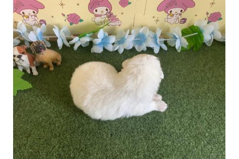 成約済の栃木県のミックス犬-113532の13枚目