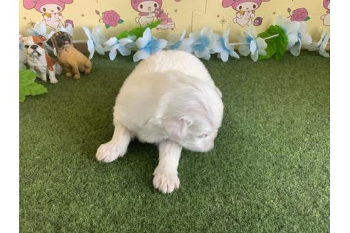 成約済の栃木県のミックス犬-113532の12枚目