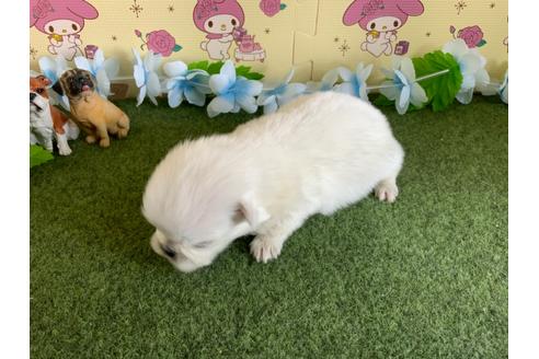 成約済の栃木県のミックス犬-113530の14枚目