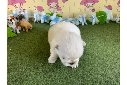 成約済の栃木県のミックス犬-113530の12枚目