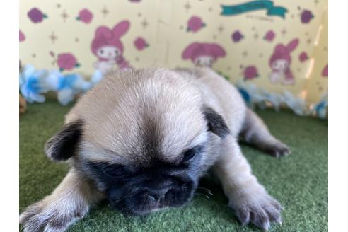 成約済の栃木県のミックス犬-113519の15枚目