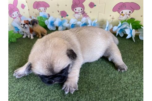成約済の栃木県のミックス犬-113519の14枚目