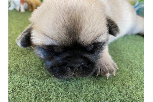 成約済の栃木県のミックス犬-113519の12枚目