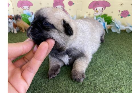 成約済の栃木県のミックス犬-113520の10枚目