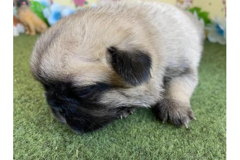 成約済の栃木県のミックス犬-113520の8枚目