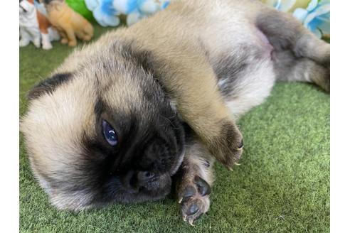 成約済の栃木県のミックス犬-113520の7枚目