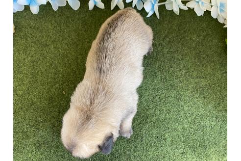 成約済の栃木県のミックス犬-113520の6枚目