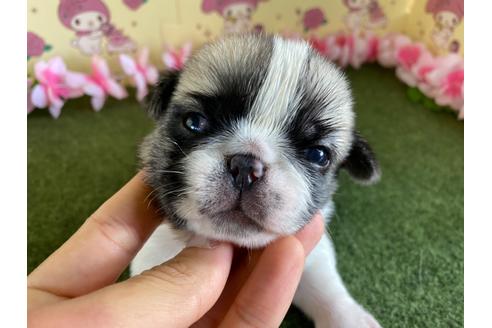 成約済の栃木県のミックス犬-113522の11枚目