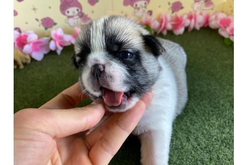 成約済の栃木県のミックス犬-113522の10枚目