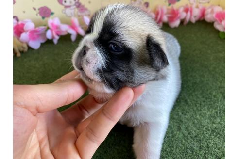 成約済の栃木県のミックス犬-113522の6枚目