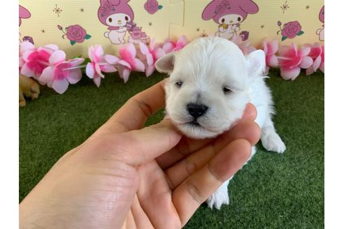 成約済の栃木県のミックス犬-113525の13枚目