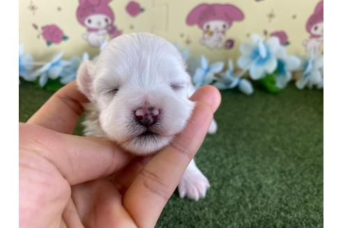 成約済の栃木県のミックス犬-113524の15枚目