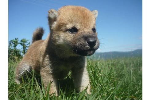 成約済の長野県の柴犬-114206の1枚目