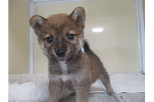 成約済の岡山県の柴犬-114213の1枚目