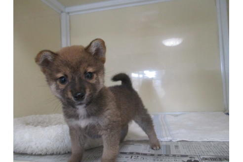 成約済の岡山県の柴犬-114213の5枚目