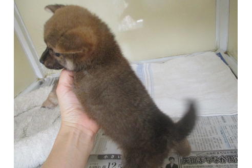 成約済の岡山県の柴犬-114213の4枚目