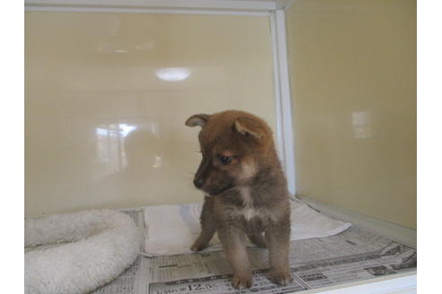 成約済の岡山県の柴犬-114213の2枚目