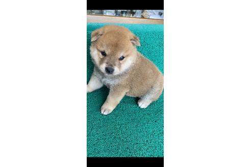 成約済の広島県の柴犬-114233